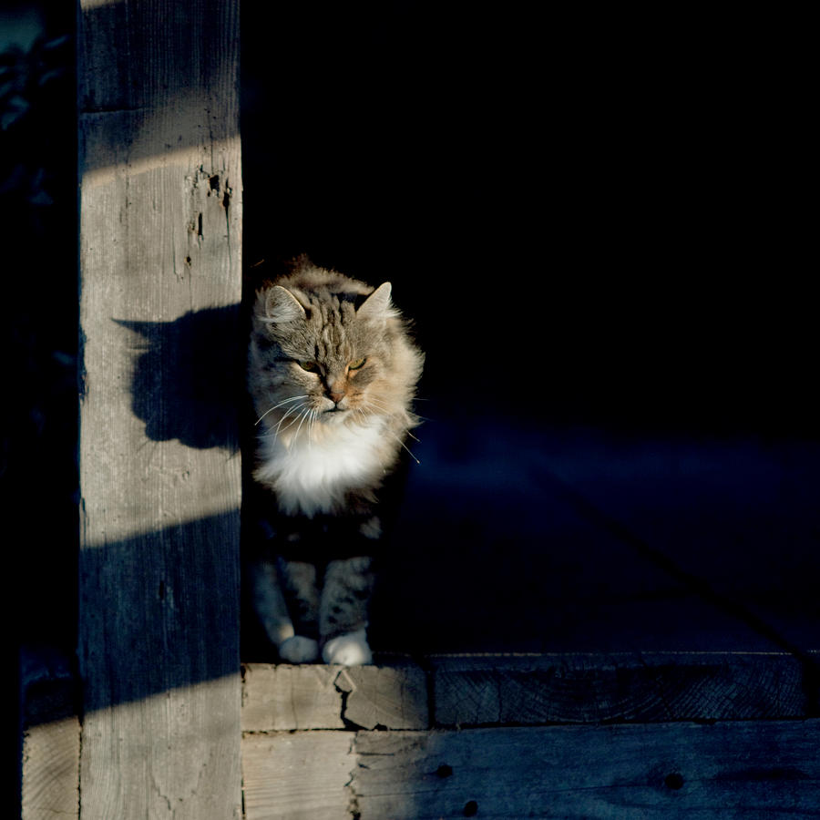 Barn Cat Photograph by Art Block Collections