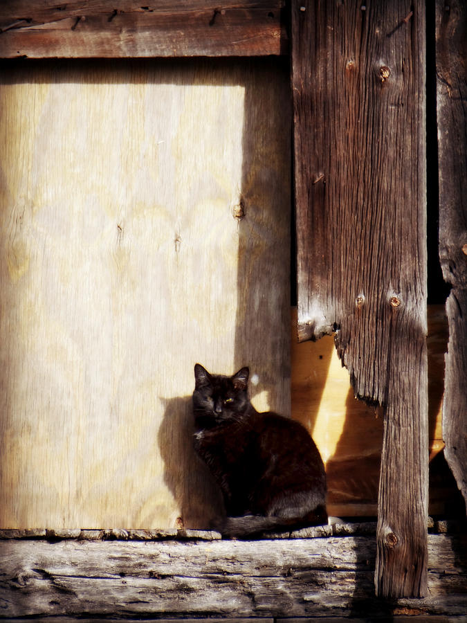 Barn Cat Photograph by Dark Whimsy