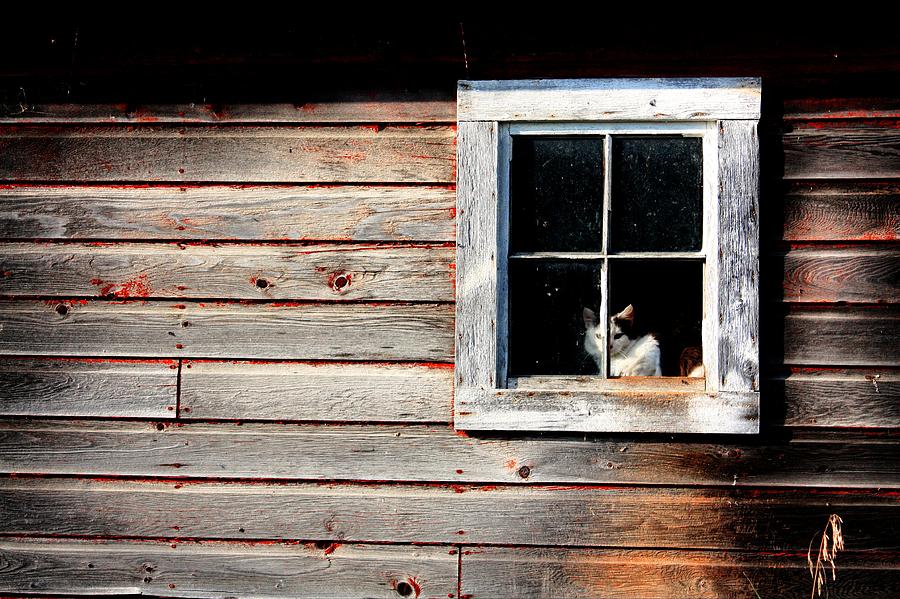 Barn cat on watch  Photograph by David Matthews