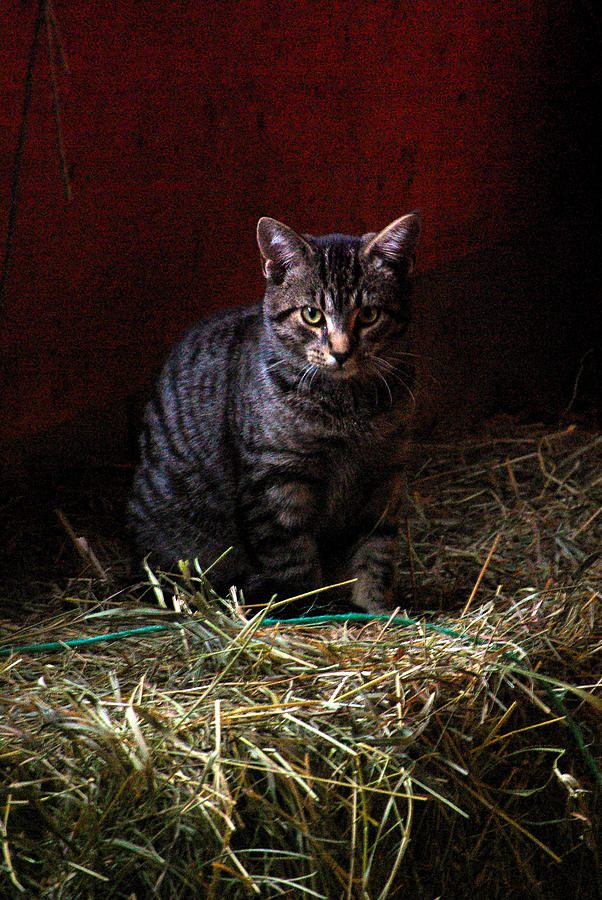 Cat Photograph - Barn Cat by Paul Wash