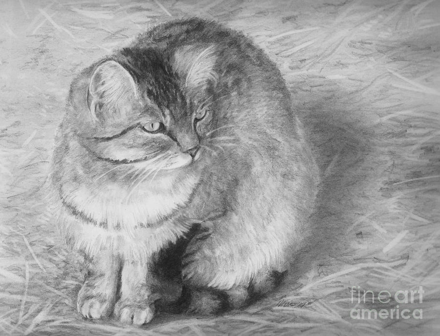 Barn cat study  Drawing by Meagan  Visser