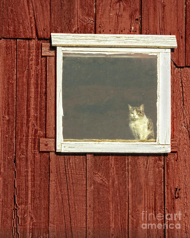 Barn Cat Photograph by Timothy Flanigan