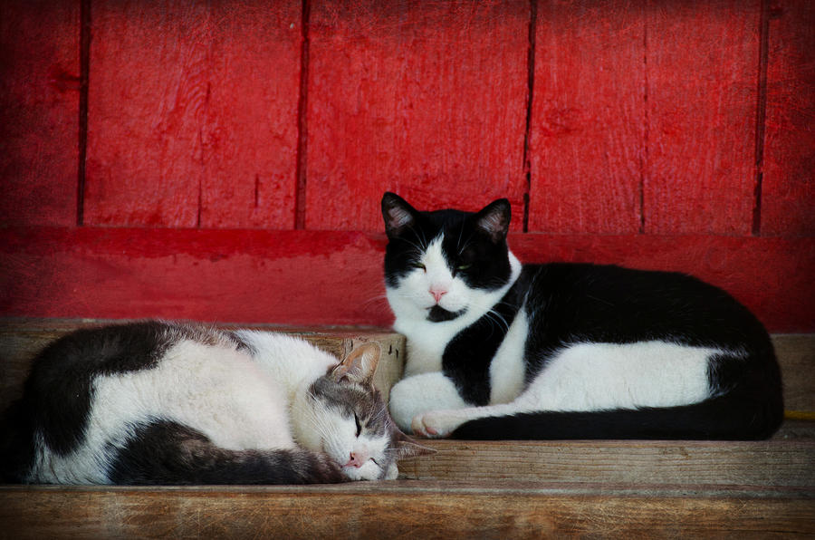 Cat Mixed Media - Barn Cats by Maria Dryfhout