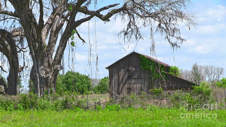 Barn Greenville Florida Photograph by D Wallace
