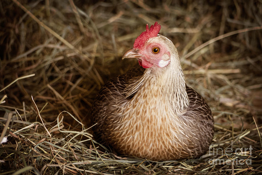 Chicken Photograph - Barn Hen by Edward Fielding