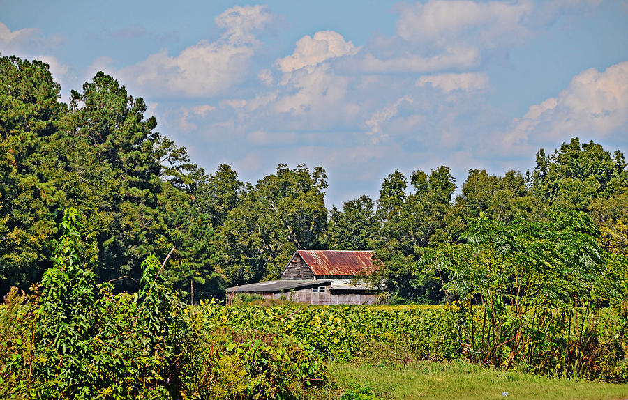 Barn in a Bean Field Photograph by Linda Brown