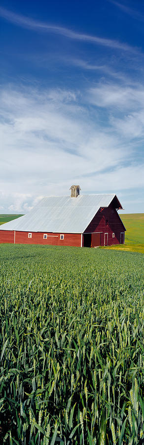 Nature Photograph - Barn In A Wheat Field, Washington by Panoramic Images
