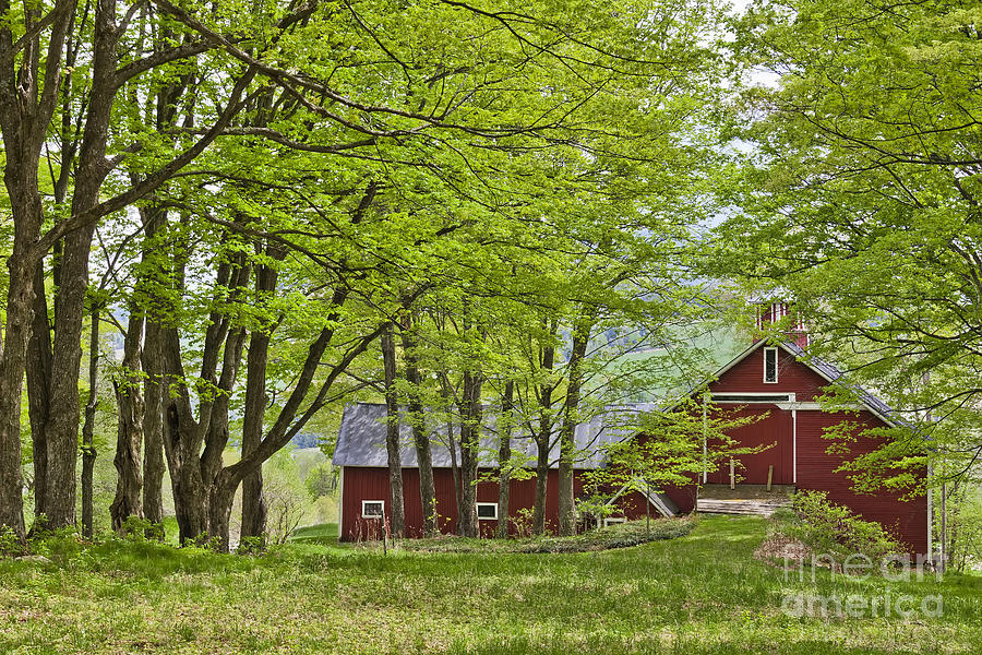 Barn In Spring Woods Photograph by Alan L Graham