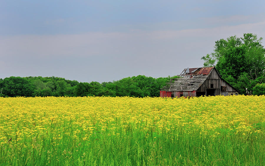 Barn in yellow Photograph by David Arment
