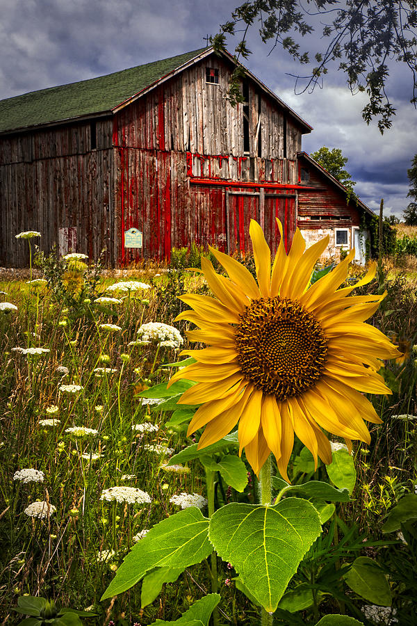 Barn Photograph - Barn Meadow Flowers by Debra and Dave Vanderlaan
