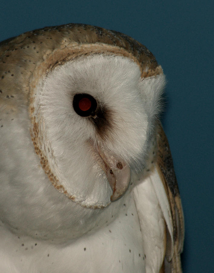 Barn Owl 2 Photograph by Ernest Echols