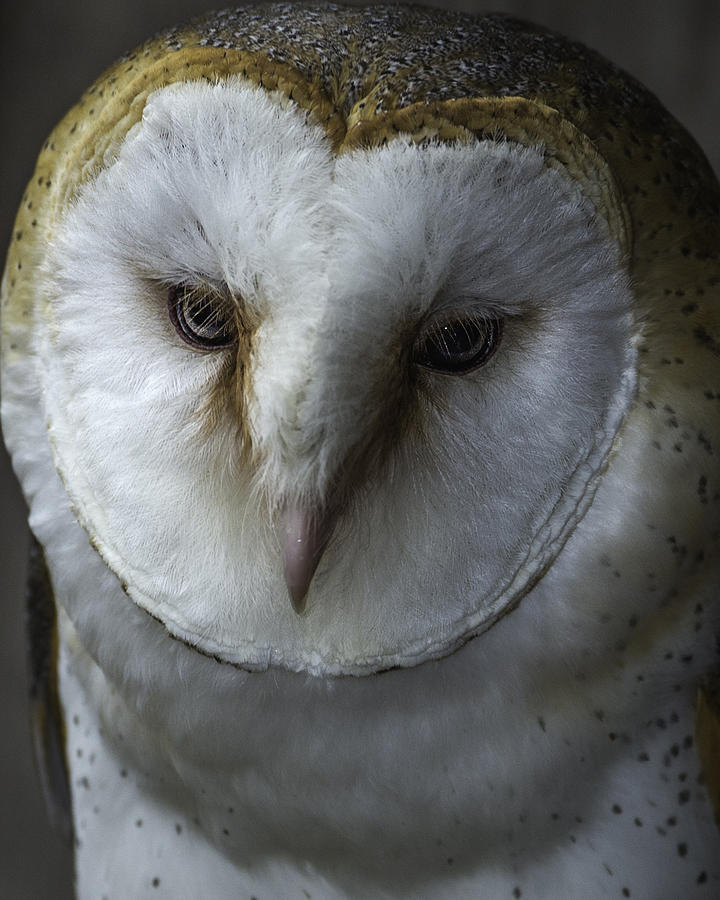 Barn Owl 2014-001 Photograph by Donald Brown