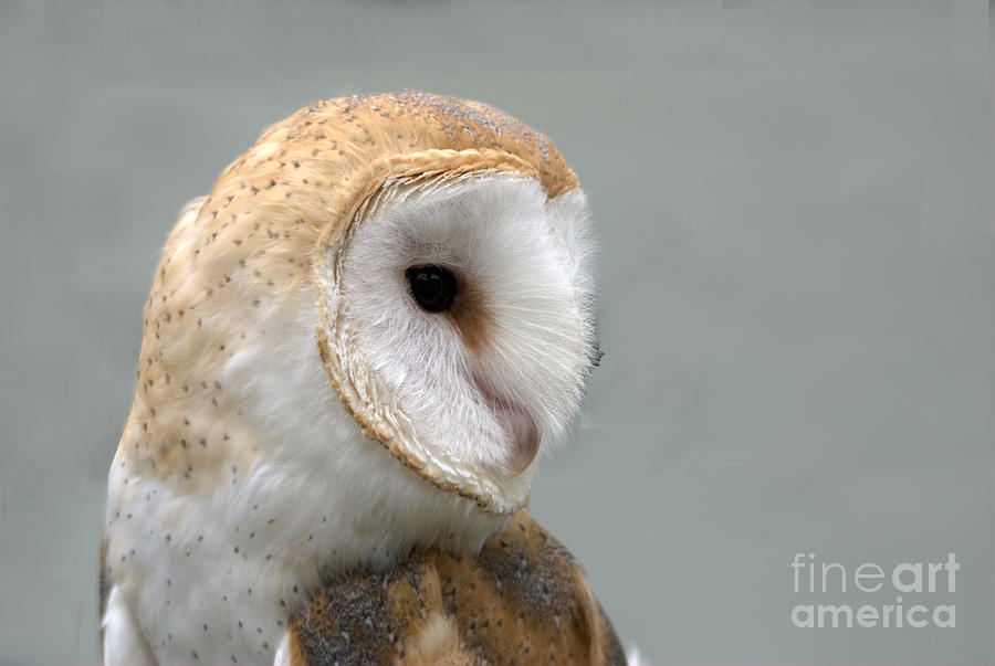 Barn Owl #3 Photograph by John Greco