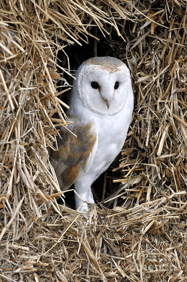 Barn owl 4 Photograph by Arterra Picture Library