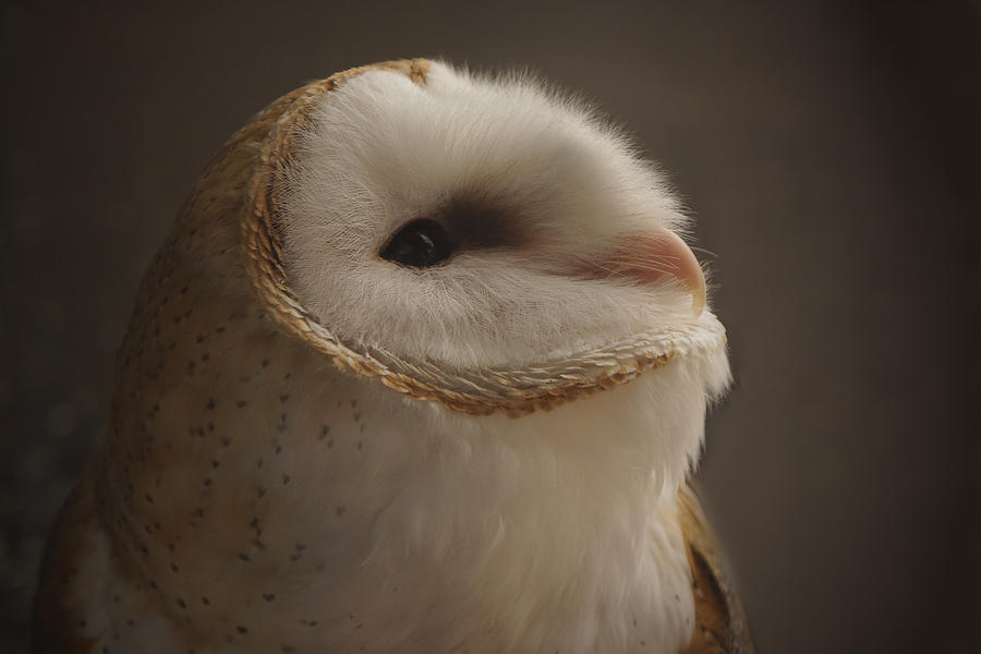 Bird Photograph - Barn Owl 4 by Ernest Echols