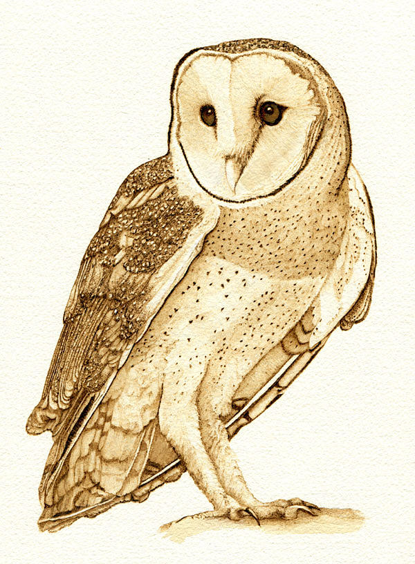 Barn Owl 5 Drawing by Cate McCauley