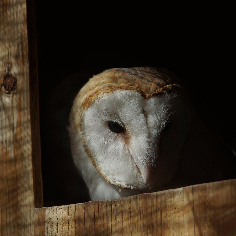 Barn Owl 5 Photograph by Ernest Echols