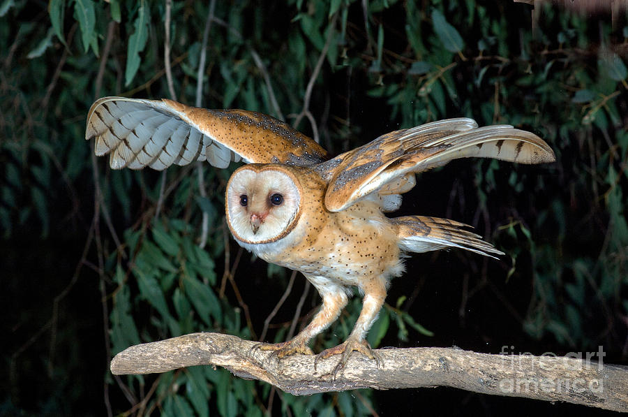 Barn Owl About To Fly Photograph by Anthony Mercieca