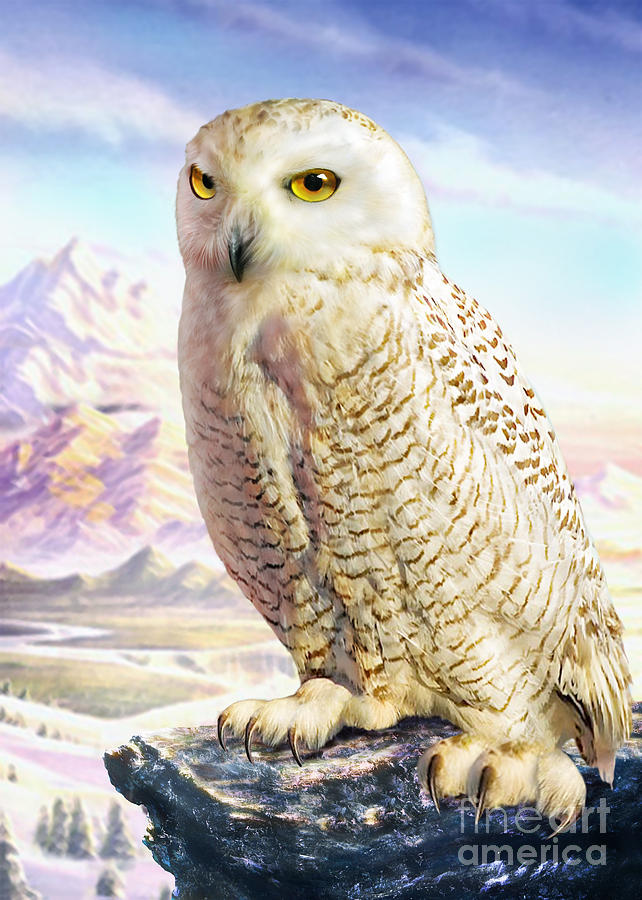 Owl Digital Art - Barn Owl by MGL Meiklejohn Graphics Licensing
