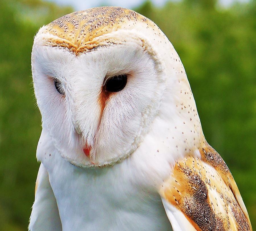 Barn Owl... Photograph by Al Fritz | Fine Art America