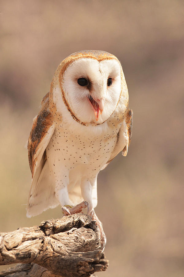 Barn Owl Photograph by Alan Lenk