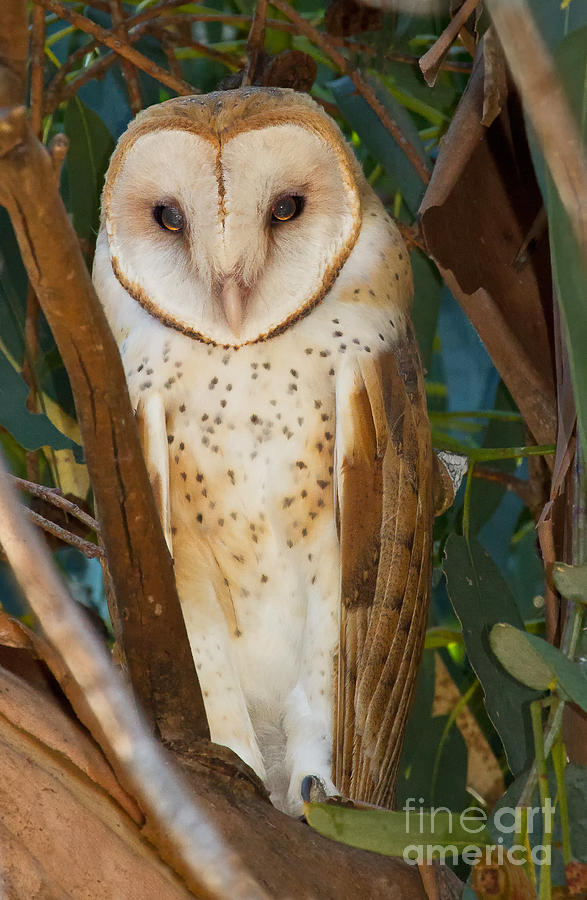 Barn Owl Photograph by Alice Cahill