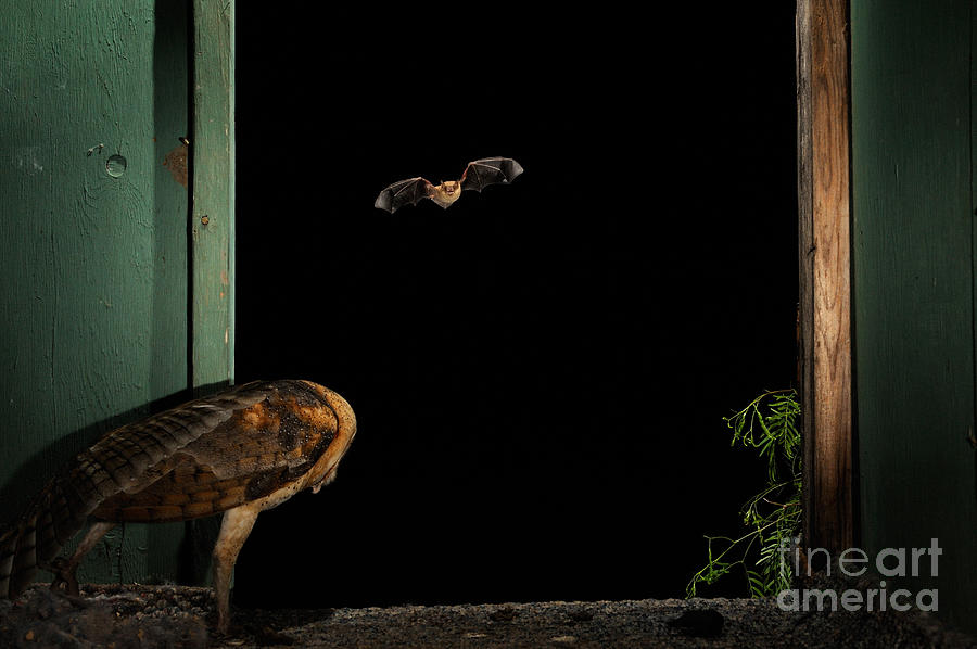 Barn Owl And Bat Photograph by Scott Linstead