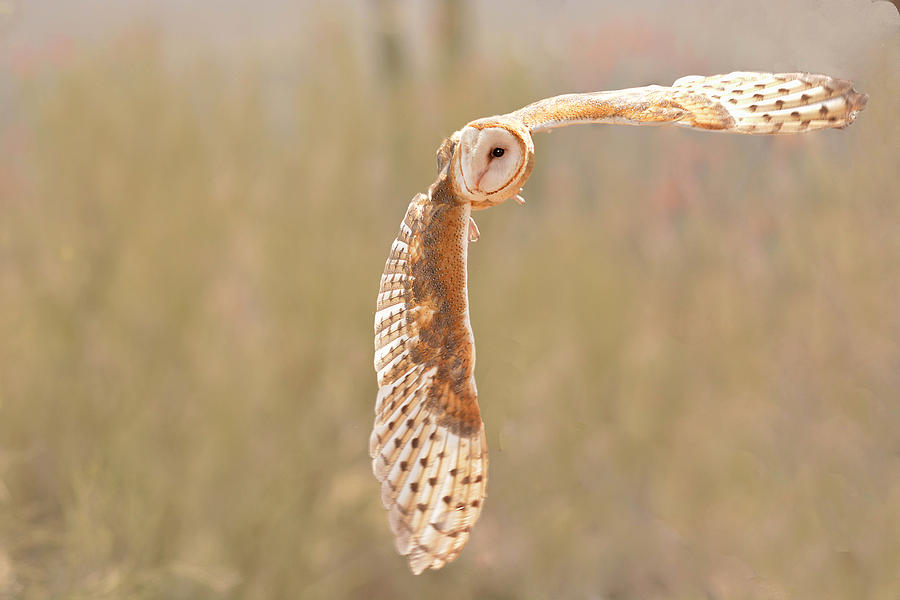 Barn Owl at Right Angle Photograph by Alan Lenk