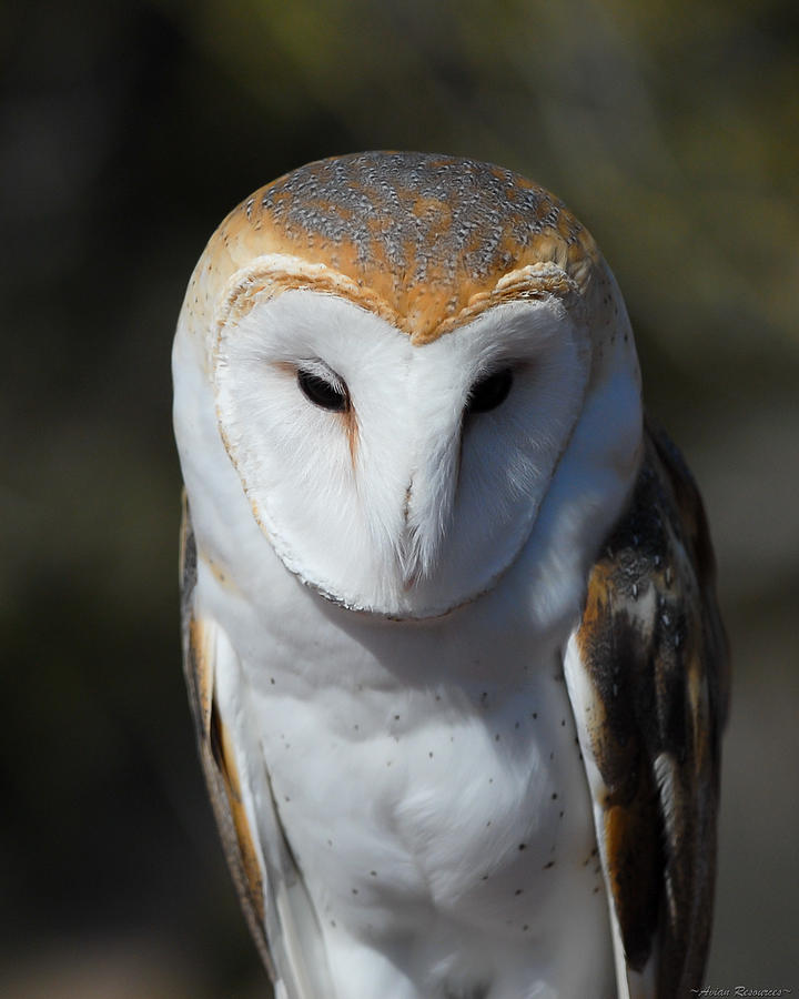 Barn Owl Photograph by Avian Resources