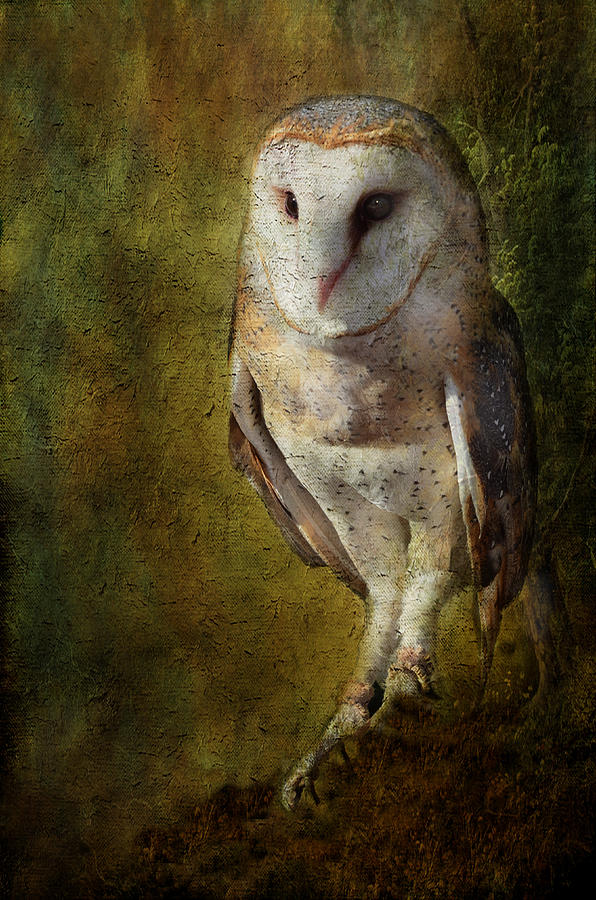 Barn Owl Photograph by Barbara Manis
