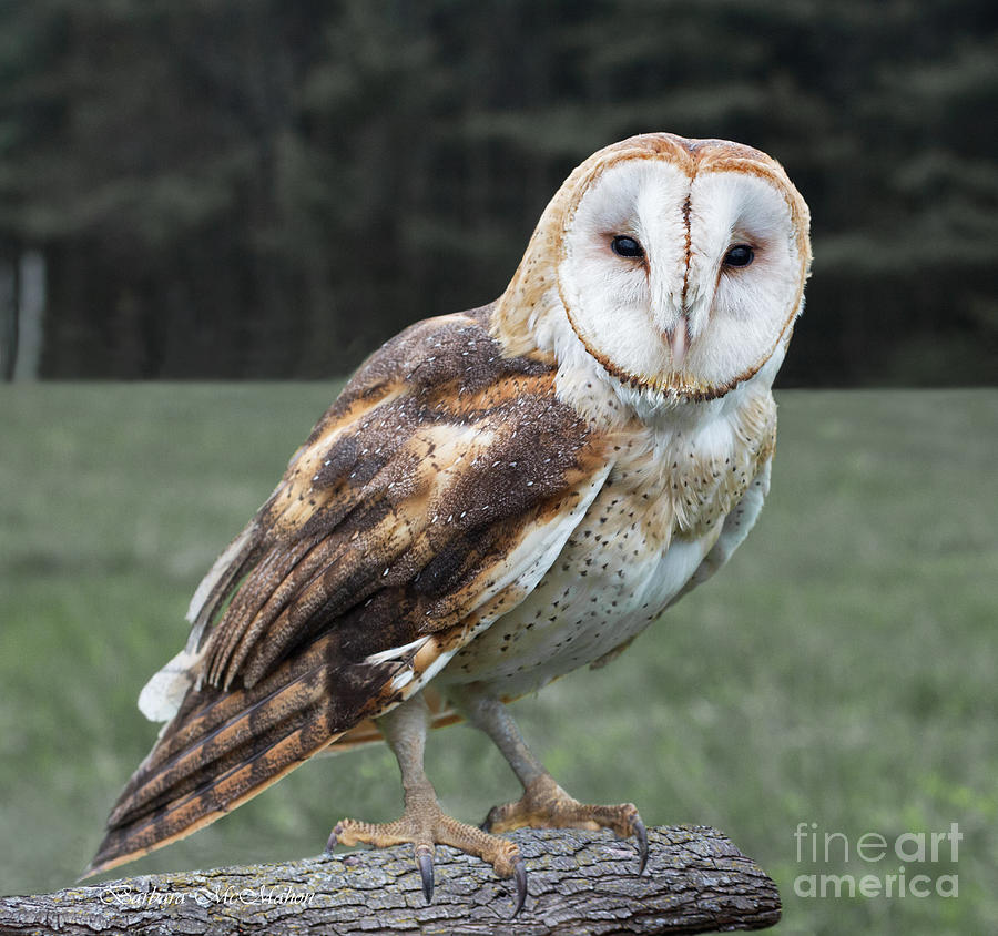 Barn Owl Photograph by Barbara McMahon