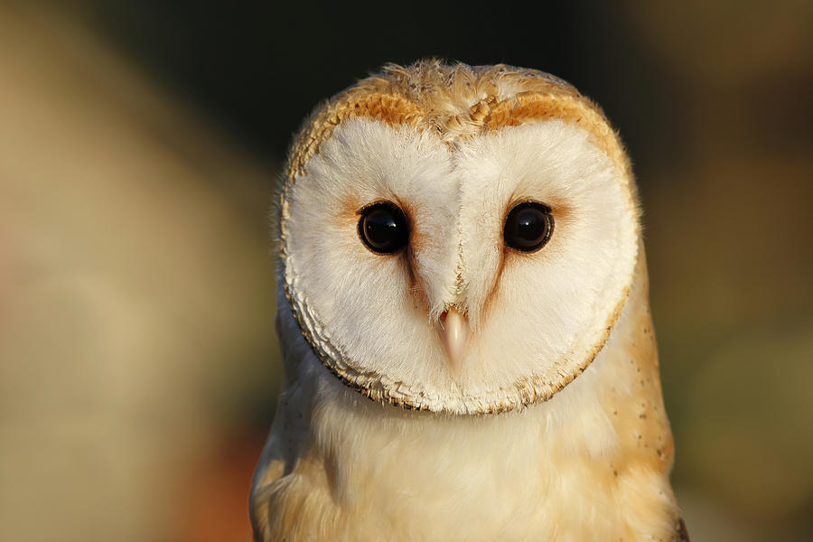 Owl Photograph - Barn Owl Beauty by Roeselien Raimond