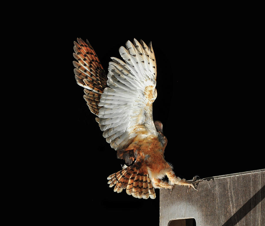 Barn Owl Photograph by Bill Gracey