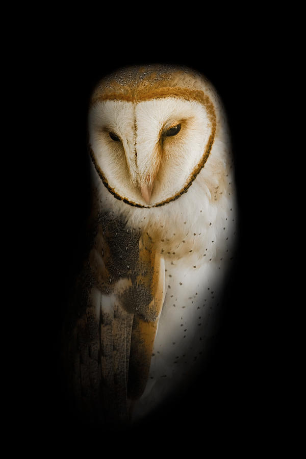 Owl Photograph - Barn Owl by Bill Wakeley