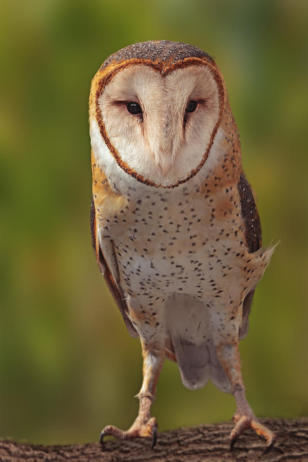 Barn Owl  Photograph by Brian Cross