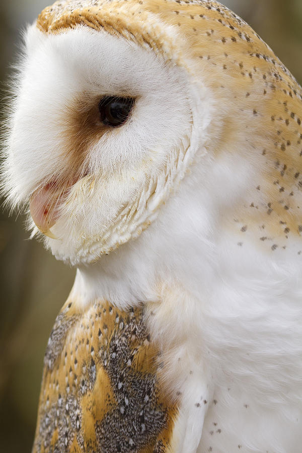 Owl Photograph - Barn Owl  by Chris Smith