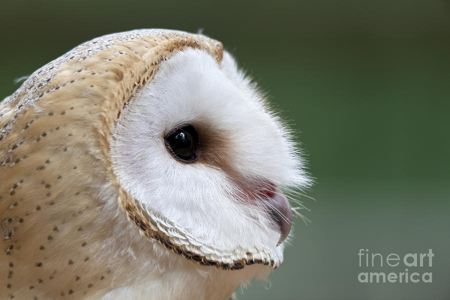 barn owl eyes close up