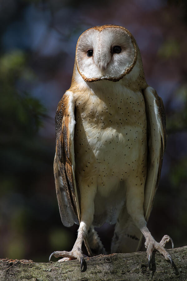 Barn Owl Photograph by Dale Kincaid