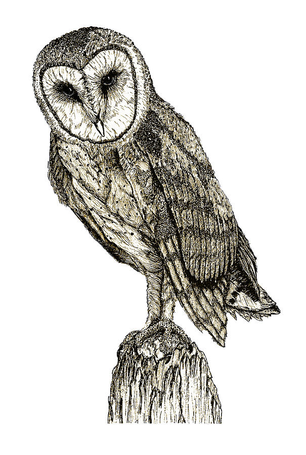 Barn Owl Digital Art by David Blank