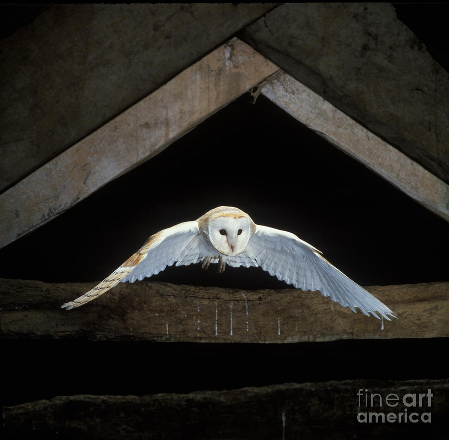 Barn Owl Photograph by David Hosking