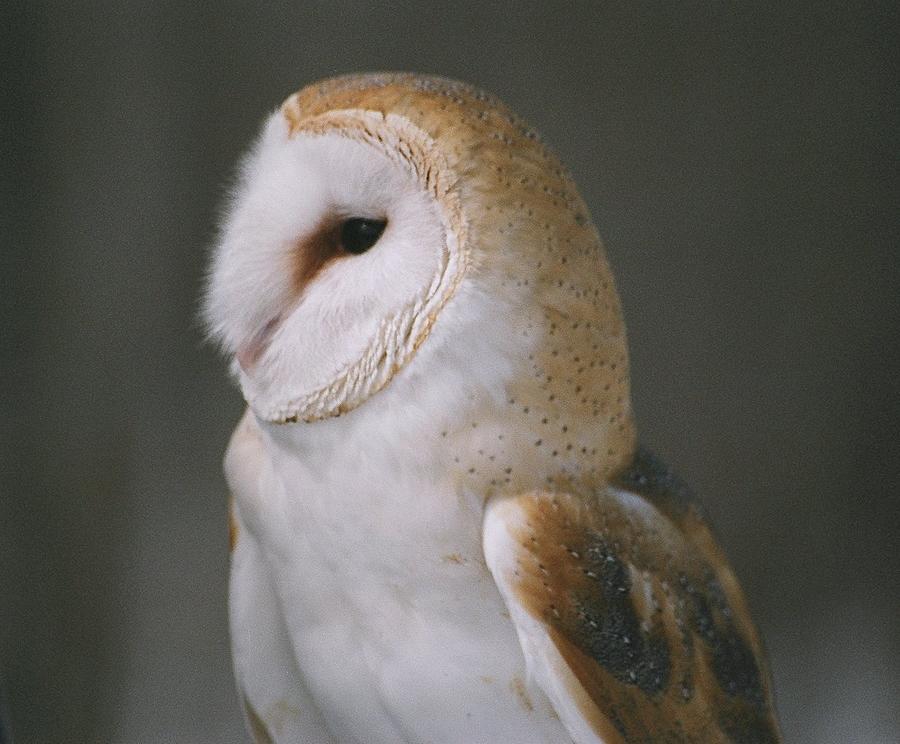 Barn Owl Photograph by David Porteus