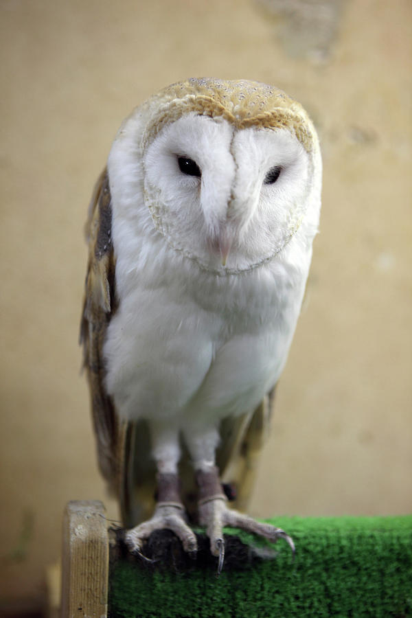 Barn Owl Photograph by Digipub