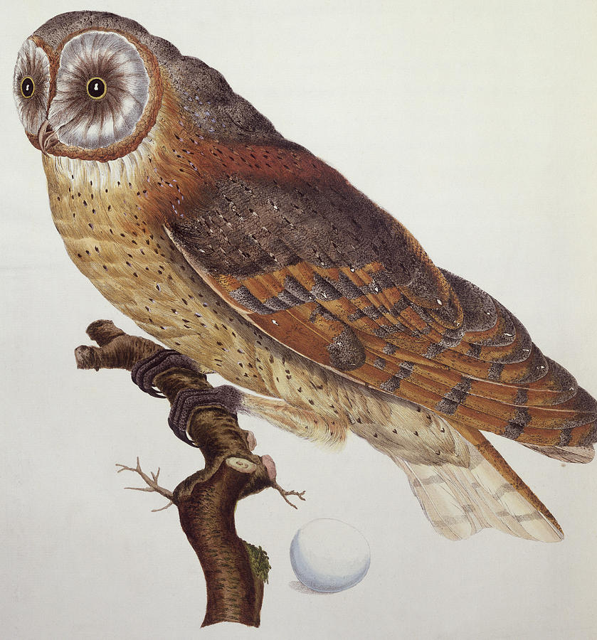 Owl Painting - Barn Owl by Dutch School