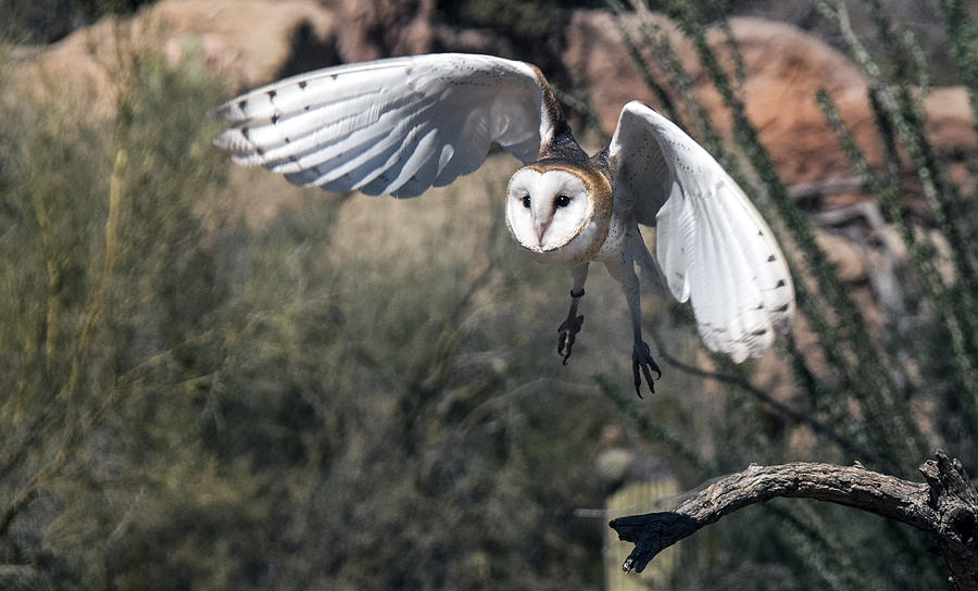 Barn Owl Flight Photograph by Tam Ryan