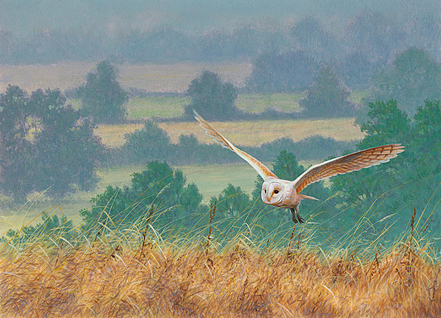 Barn Owl Flying Countryside Photograph by Ikon Ikon Images