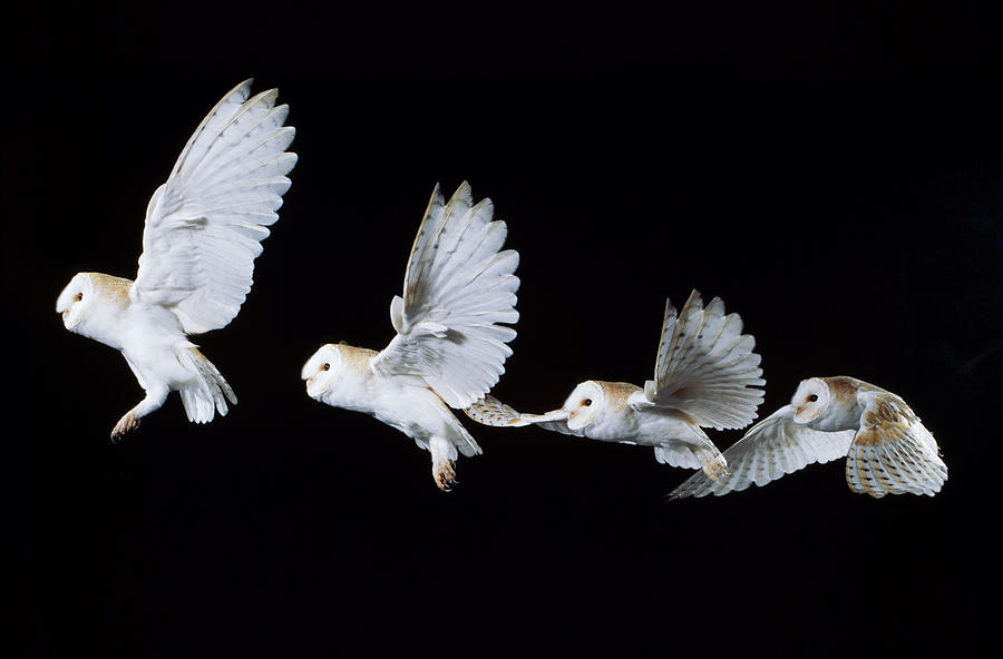 Barn Owl Flying Photograph by John Daniels