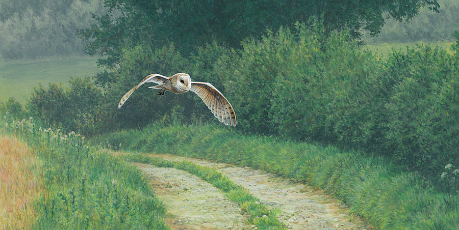 Barn Owl Flying Over Rural Lane Photograph by Ikon Ikon Images