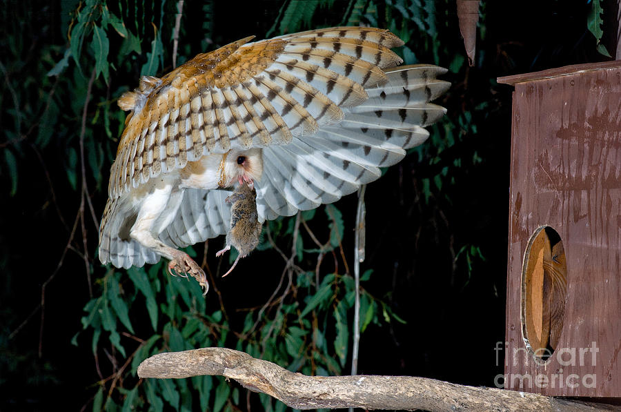 Barn Owl Flying With Mouse Photograph by Anthony Mercieca