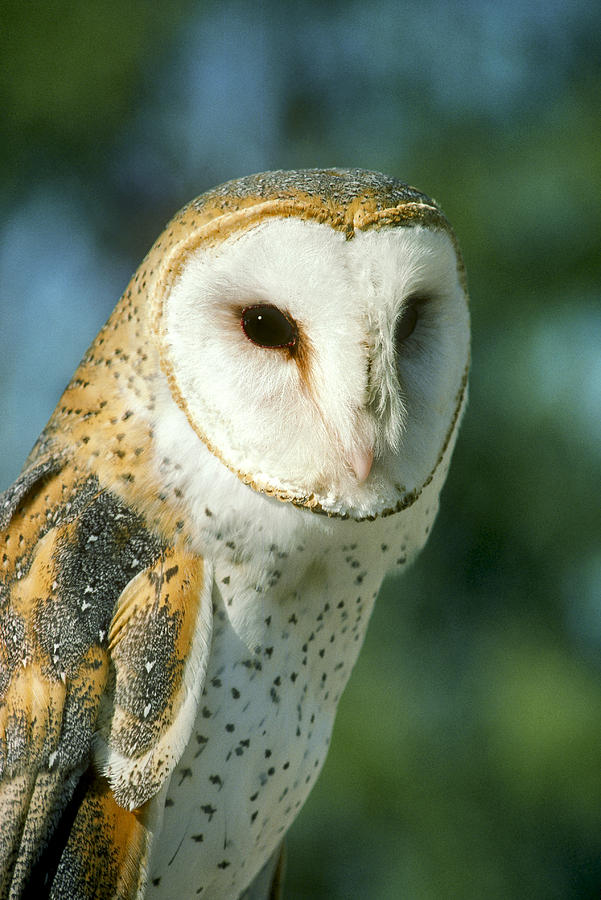 Barn Owl Photograph by Gerald C. Kelley