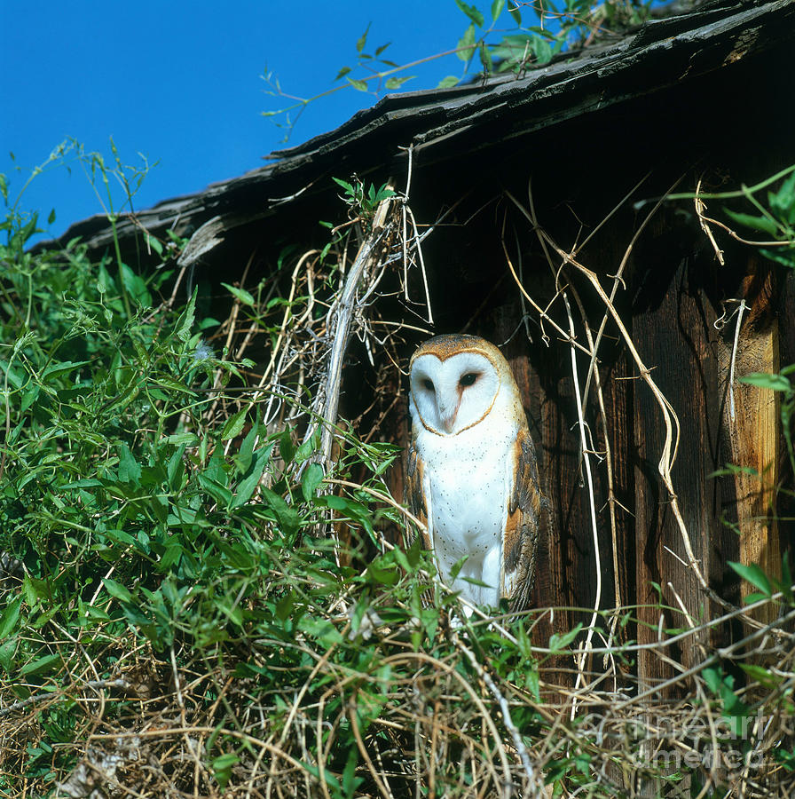 Barn Owl Photograph by Hans Reinhard